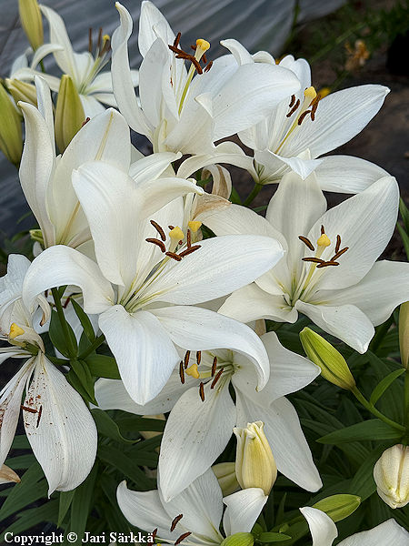 Lilium Hollandicum-Ryhm� 'Bright Diamond', tarhasarjalilja